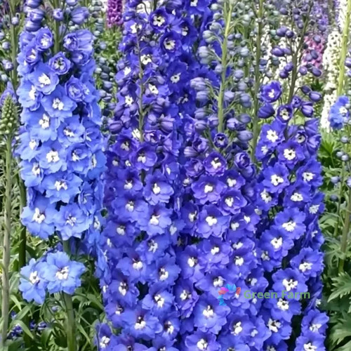 200 seeds blue - seeds,
