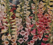 Foxglove Excelsior Mixed