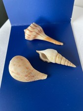 Seashell - seashell bundle -