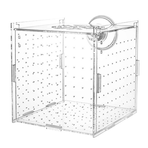 Aquarium fish tank breeding - fish,