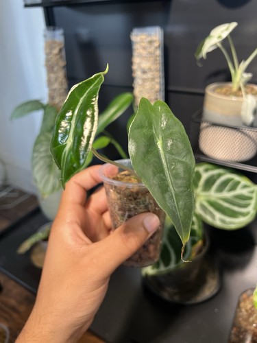 Alocasia amazonica polly - alocasia,