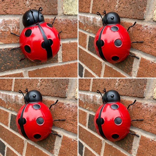 Giant garden ladybirds - giant,