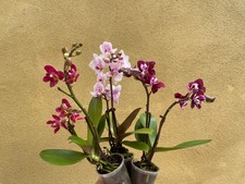 1 plant Buy cute Mini orchid