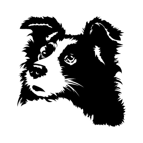 Border collie sheepdog dog - border,
