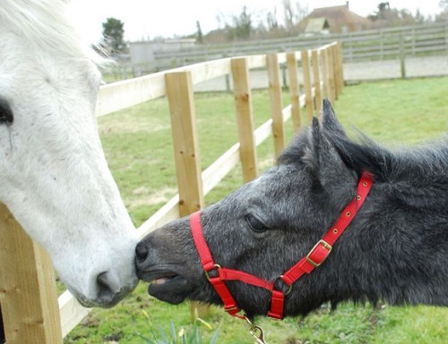 Nylon foal headcollar size - foal,