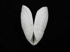 Sea shell Barnea dilatata 80.6mm ID#8330