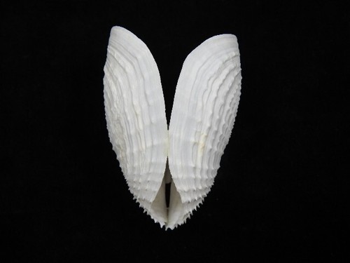 Sea shell barnea dilatata - sea,