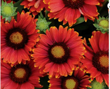 Gaillardia arizona red shades - gaillardia,