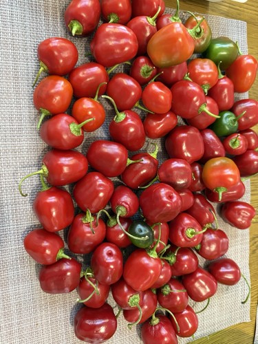 Rocoto chilli pepper seeds - 10,
