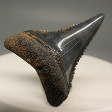 Lower, Sharply Serrated 1.06"