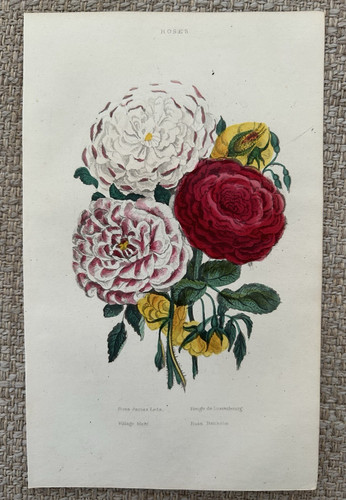 Roses antique botanical - roses,