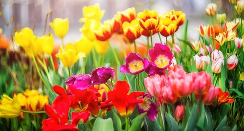 Mixed botanical tulip - 20,