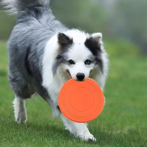 Pet training frisbee - frisbee,