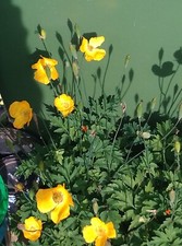 !!CLEARANCE!! Perennial -