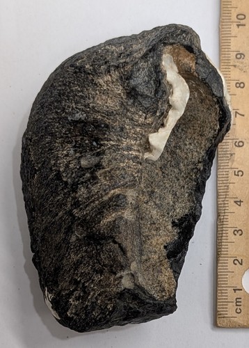 Million year old miocene - million,
