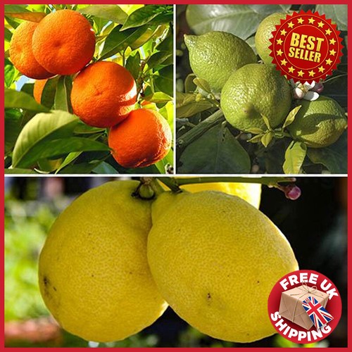 Citrus fruit trees orange - citrus,