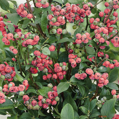 Blueberry vaccinium pink - blueberry,