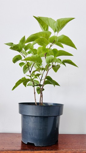 Syringa vulgaris common - vulgaris,