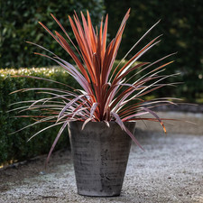 5L Pot Cordyline Australis Red