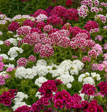 Sweet William Plants 10 Pack