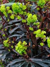 Euphorbia Amygdaloides