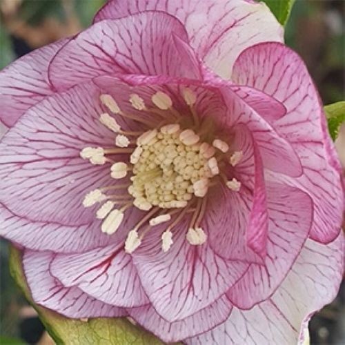 Hellebore mix x1 - 'mix', healthy