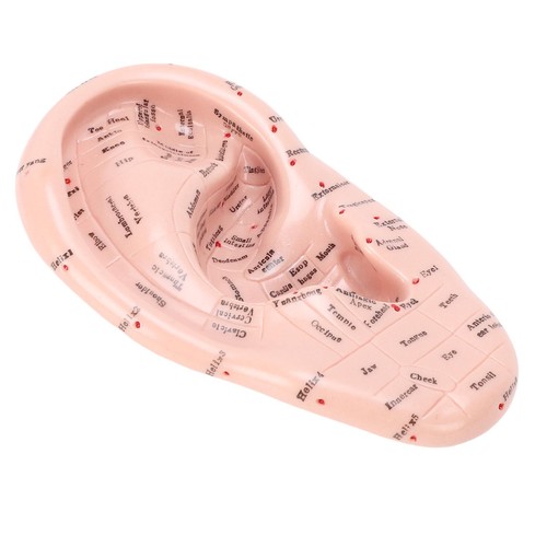 17cm ear model - model, for