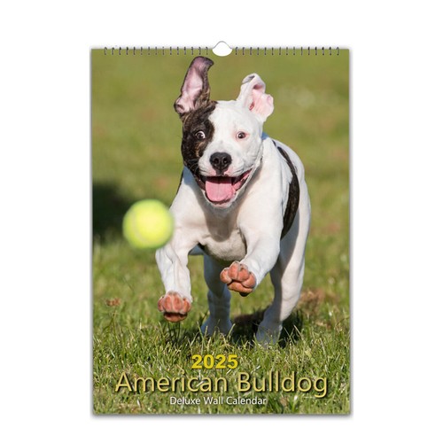 American bulldog photo - american,