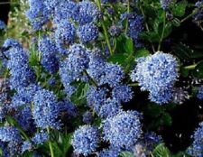 1X 4-5FT EXTRA LARGE CEANOTHUS