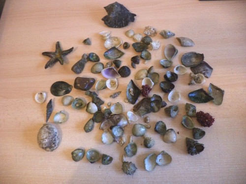 Large lot reef fish - reef, tank