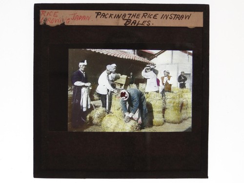 Rice growing japan packing - japan,