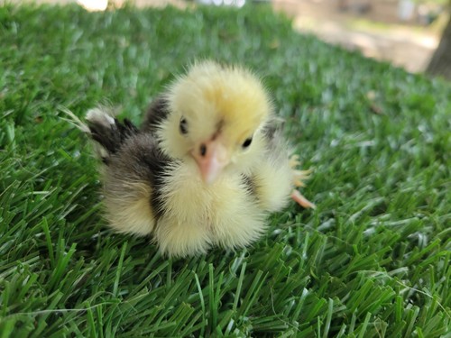 Fertile silkie chicken - fertile,