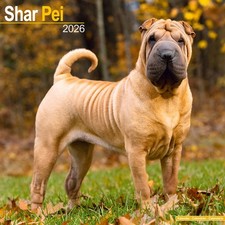 Shar Pei Calendar 2026  Square Dog Breed Wall Calendar - 16 Month (Calendar)