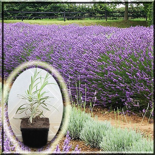 Lavender lavandula grosso - lavender, x