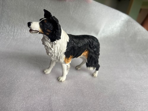 Border collie standing - collie,