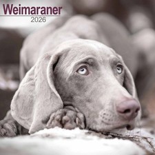Weimaraner Calendar 2026 -