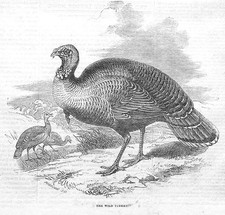 The Wild Turkey - Antique Print 1853