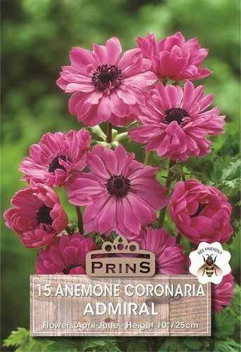 Anemone brigid admiral - anemone, st.