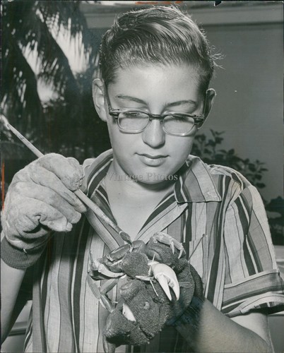 1960 john humphrey - land, crab