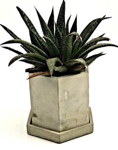 3pcs sets indoor plants - plants, pots