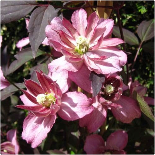 Clematis montana marjorie x - clematis,