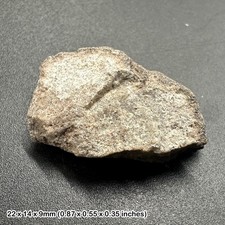 Triceratops Dinosaur Fossil