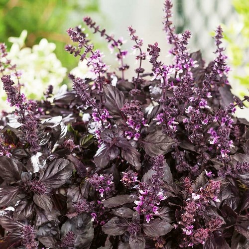Basil dark opal plant fragrant - basil,
