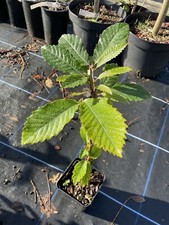 American Chestnut Tree ? Castanea dentata Sapling ?? UK Grown