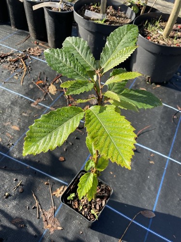 American chestnut tree - tree, 🌰