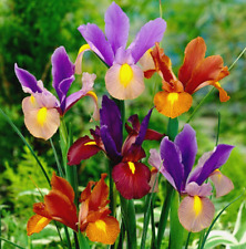 PICK & MIX Premium Dwarf IRIS BULBS Spring RHS Reticulata BEE LOVE