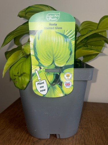 Hosta stained glass - hosta, 2l