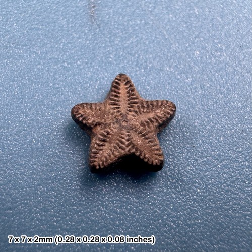 Crinoid star fossil tidmoor - fossil,
