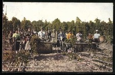Postcard Hop Picking, Home Pickers 1906 