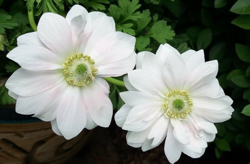 Anemone mount everest white - mount,